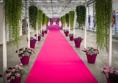 The pink carpet at the Westhoff location.